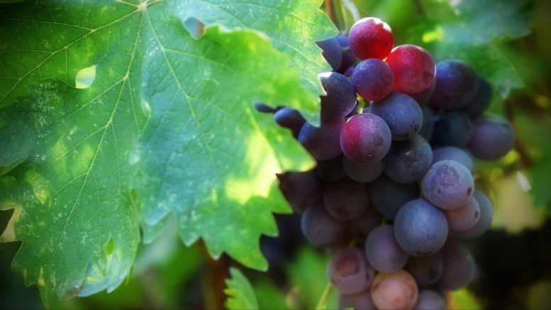 vignoble, domaine viticole, raison, Bouchard Père et Fils