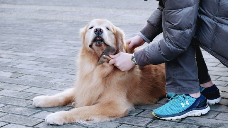 Choisir un toiletteur pour son chien : les erreurs qu'on regrette